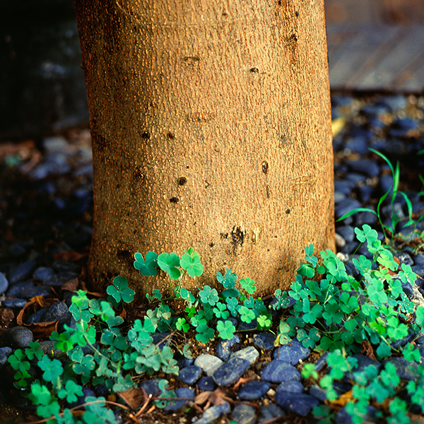 查看《胶片摄影-午后》原图,原图尺寸:600x600
