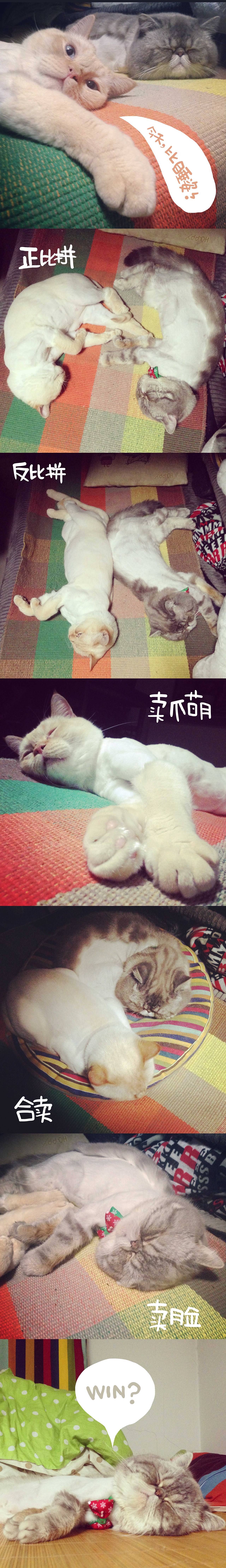 拜基大爷近况（图ZMTgwOTAyNzY=） - 宠物摄影 - 站酷设计师漫画猫朱新南原创素材 - 站酷ZCOOL