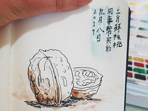 一个热心肠同事给买的二斤鲜核桃速写