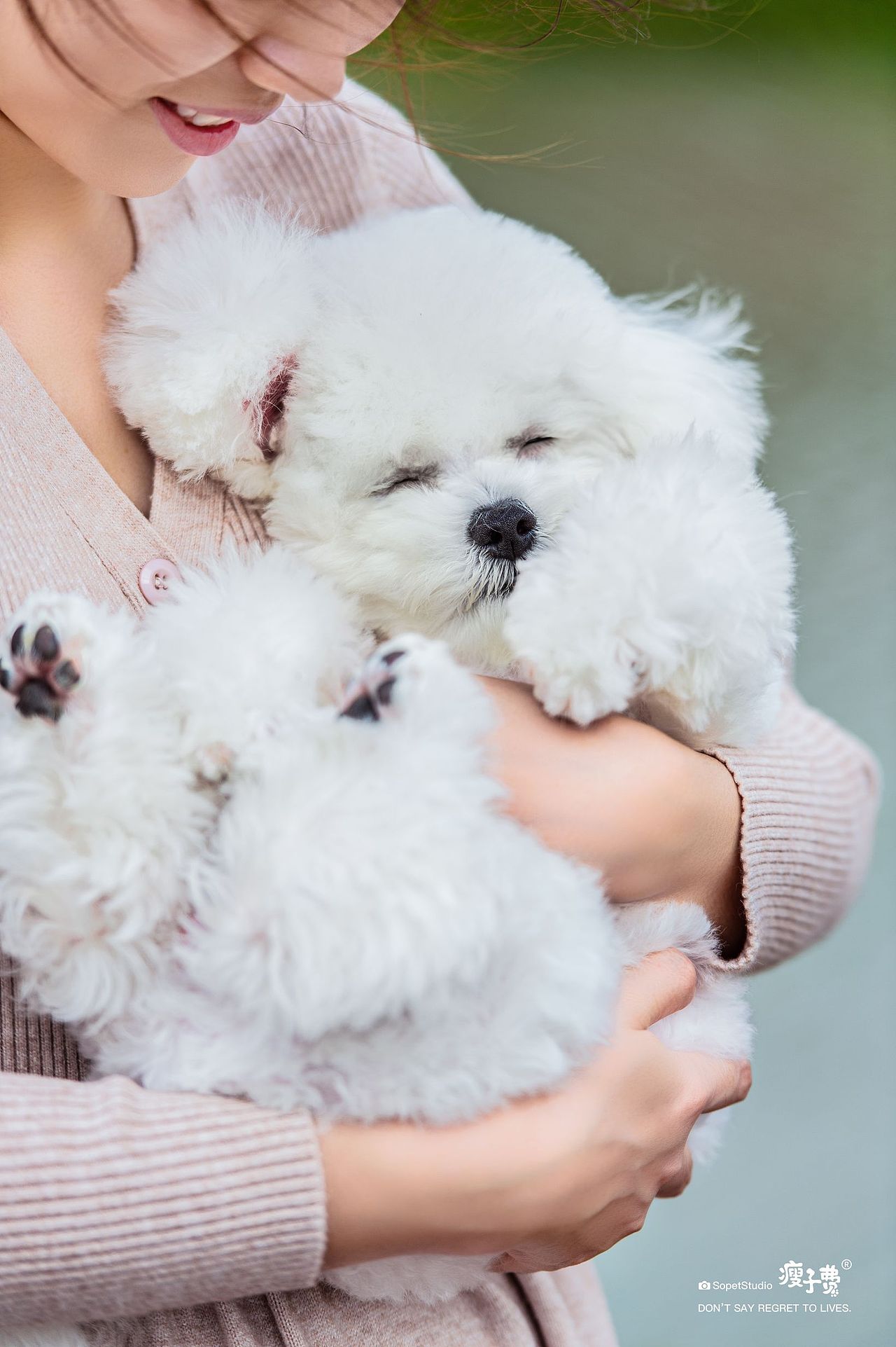 可爱的比熊犬（图ZMzIzOTE0NzAw） - 宠物摄影 - 站酷设计师宠物摄影师瘦子费原创素材 - 站酷ZCOOL