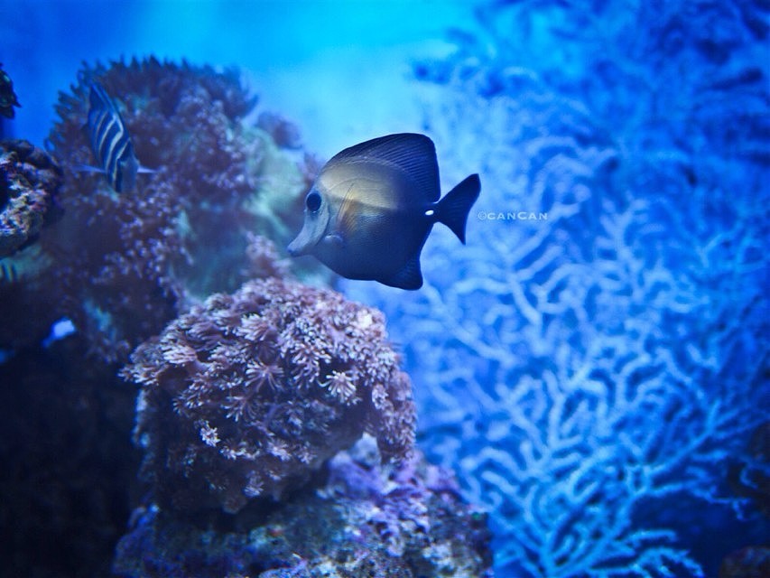 随走随拍┃东湖水族馆（图ZMTgwMDA0ODA=） - 宠物摄影 - 站酷设计师__canCan__原创素材 - 站酷ZCOOL