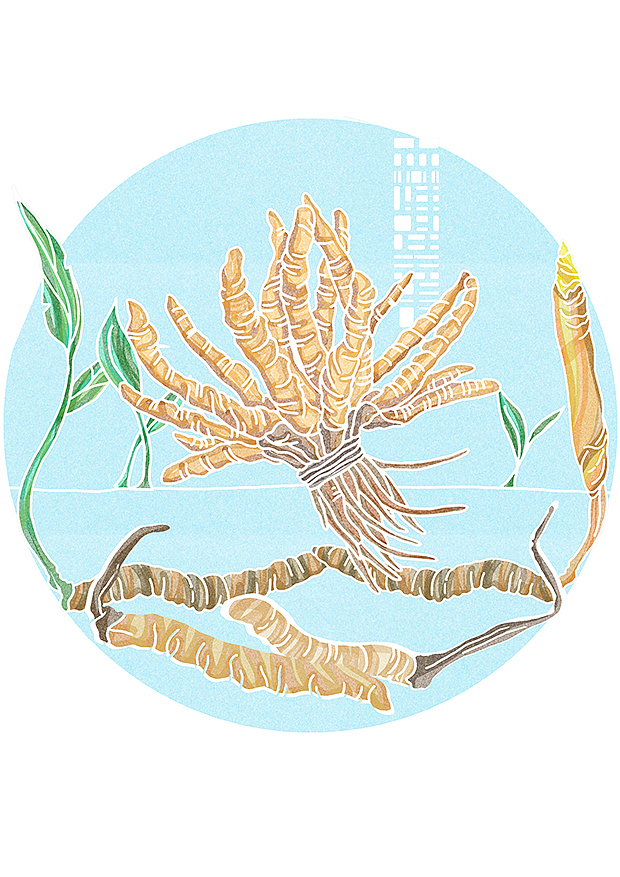 植物与我们的关系充满了秘密式的奇迹（图ZNzQ4OTAyODA=） - 商业插画 - 站酷设计师森特笑虎原创素材 - 站酷ZCOOL