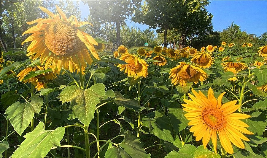 刘勇良手机纪实摄影:朵朵花儿向阳开