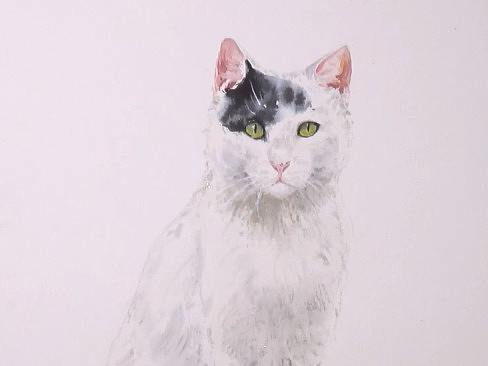 （水彩绘画）白小猫（个人主页-ZMzk5MDgxMDg=） - 绘画 - 站酷设计师萃艺博课堂原创素材 - 站酷ZCOOL