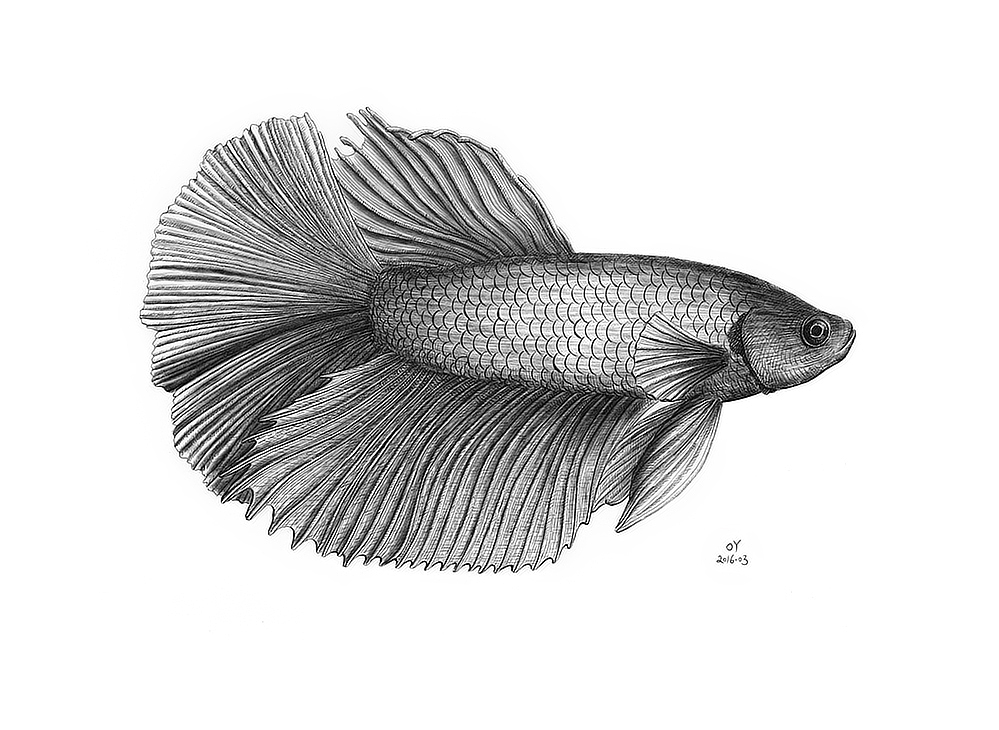 OY手绘·一天一画50（图ZNDY2MDI3NjA=） - 艺术插画 - 站酷设计师欧阳鹏杰_OY原创素材 - 站酷ZCOOL