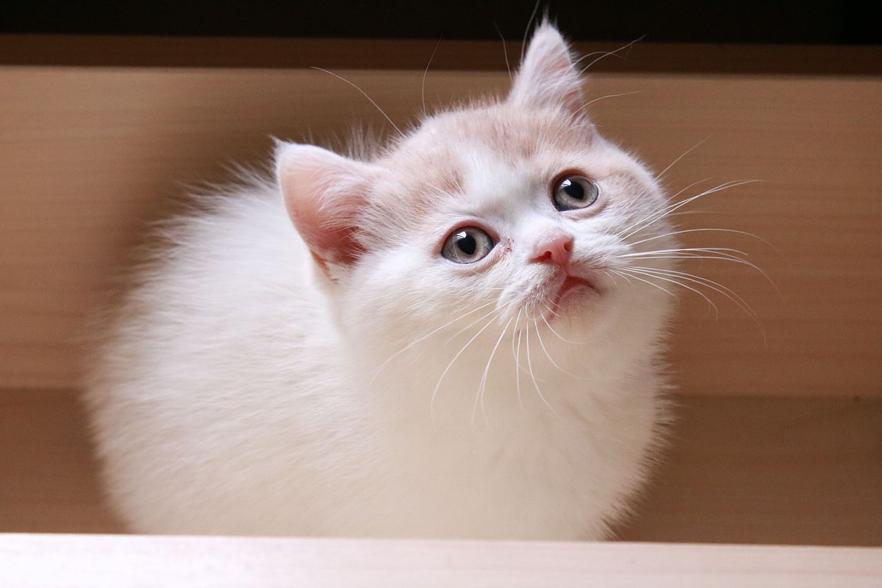 1标签英短猫咪全部评论0成为第一个评论的人