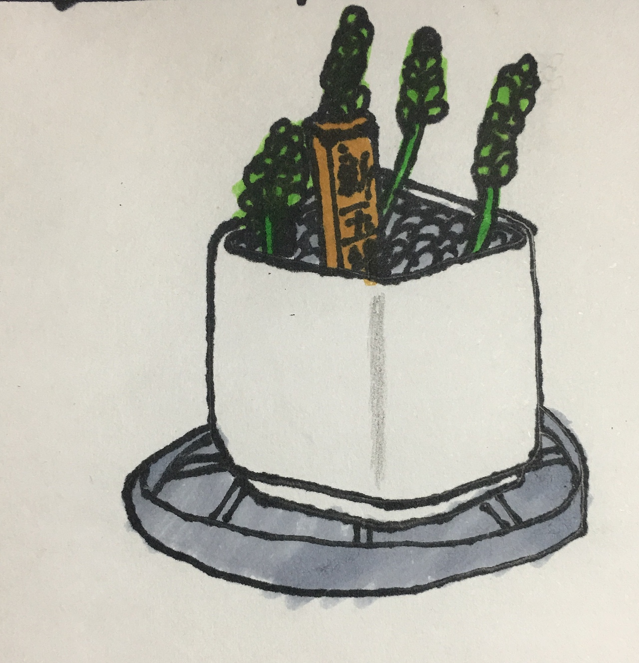 小君的多肉世界