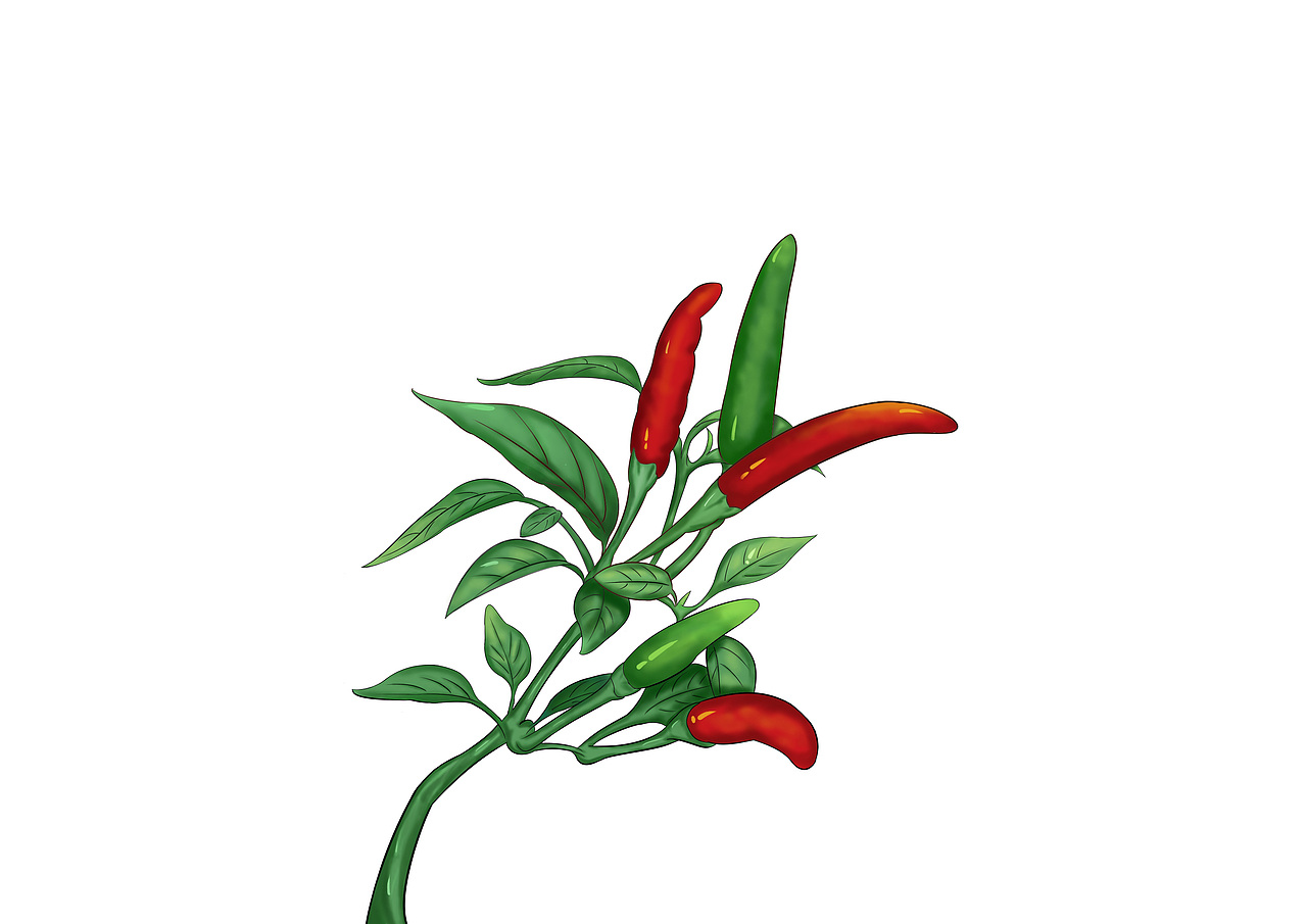 辣椒插画 手绘辣椒（图ZMjE3ODk5ODMy） - 商业插画 - 站酷设计师袁圆圆圆原创素材 - 站酷ZCOOL