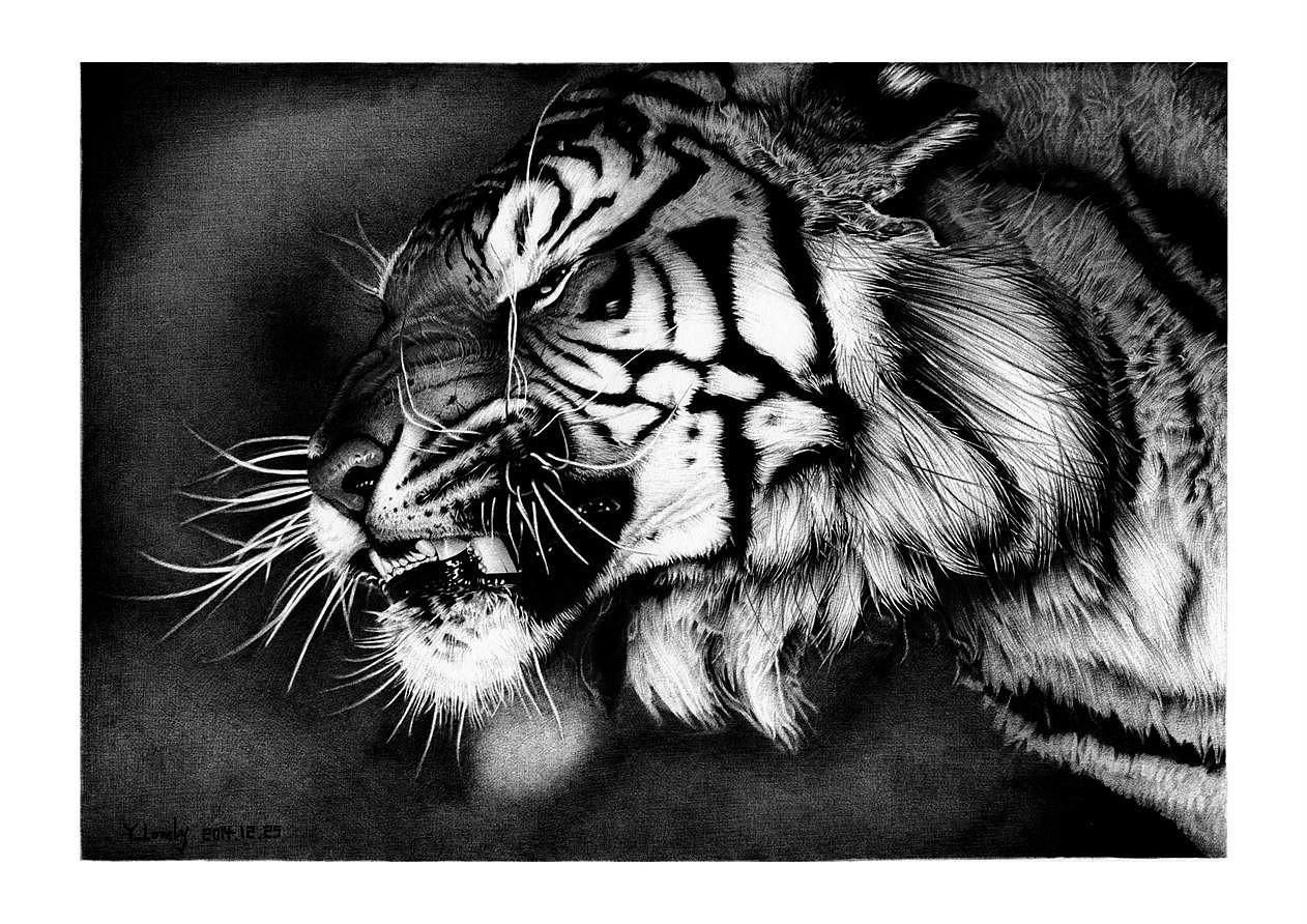 Y_Lovely 写实 绘老虎步骤纯彩色圆珠笔 狰 2014.12.25 雨天 毕（图ZMjMxNTg3NDQ=） - 绘画 - 站酷设计师Y_Lovely原创素材 - 站酷ZCOOL