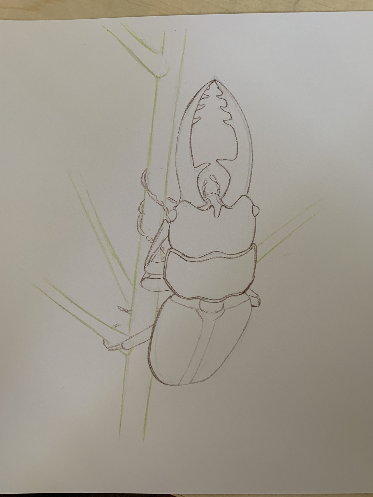 彩铅昆虫(内附过程图)