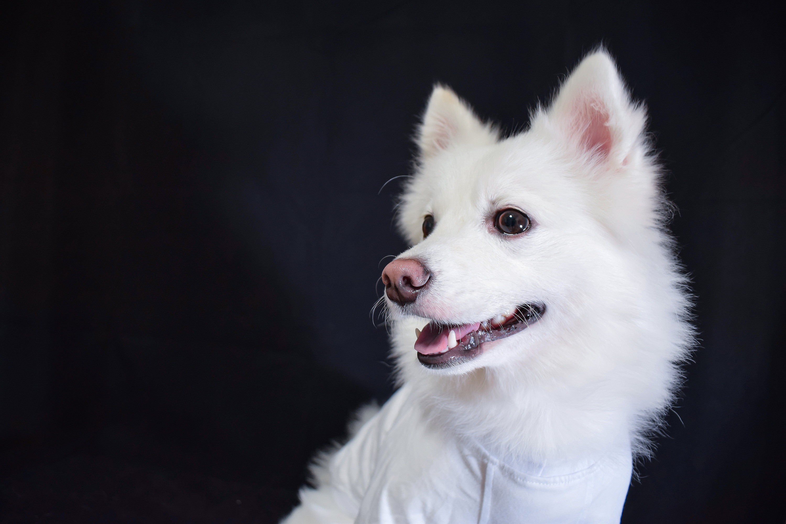 mimi 室内照|摄影|宠物摄影|周小布__原创作品-站酷zcool