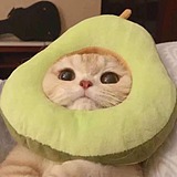 泡泡哼的头像