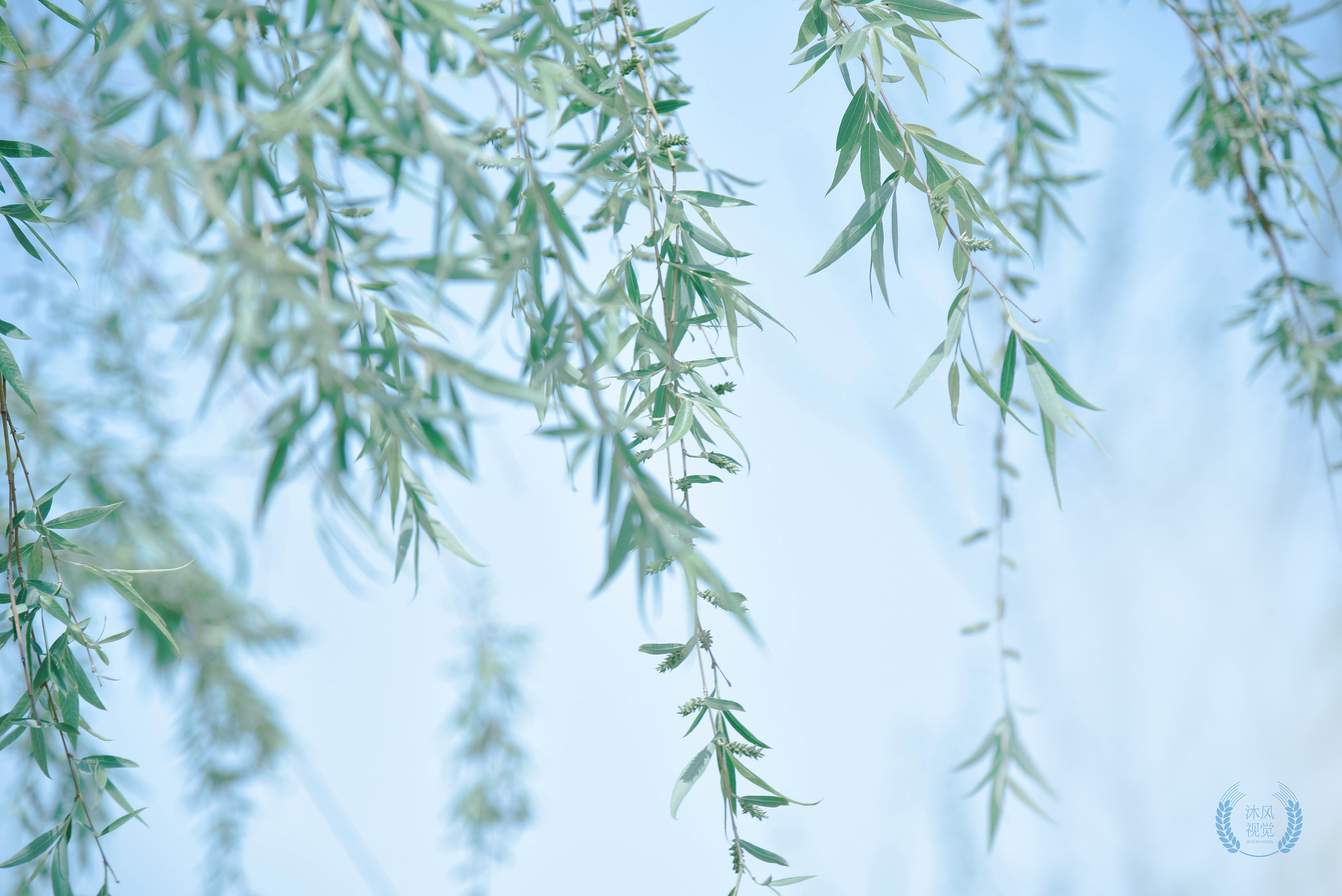 セイヨウシロヤナギ（西洋白柳） (Salix alba) 花言葉，毒性，よくある質問 - PictureThis