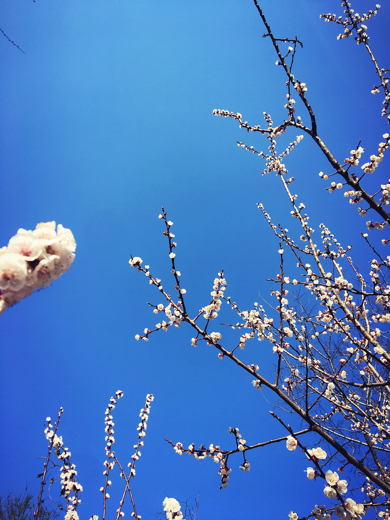 梨花开了（图ZODM5NjE4NDQ=） - 人文/纪实摄影 - 站酷设计师阿熵原创素材 - 站酷ZCOOL