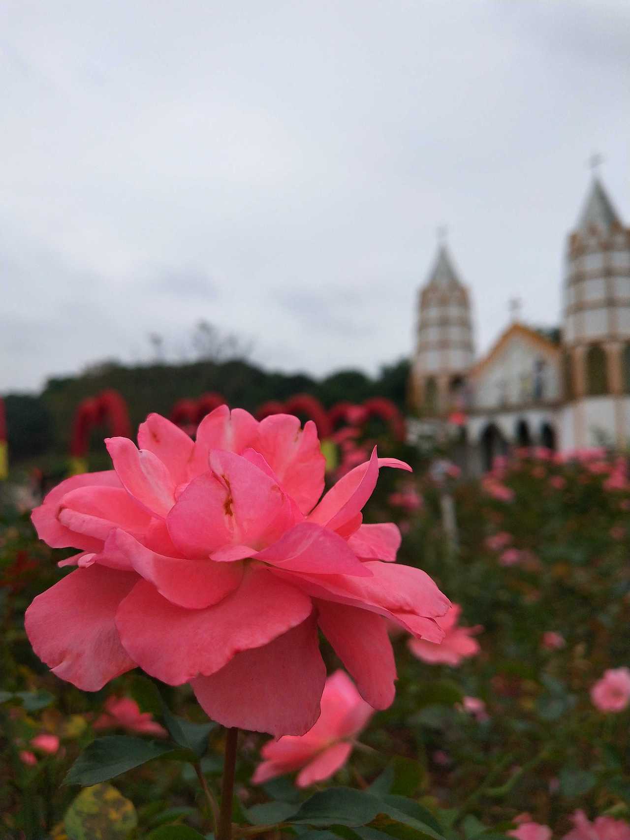 花-植 ❀2（图ZMjI4NzkwMjc2） - 产品摄影 - 站酷设计师紫月琉璃香原创素材 - 站酷ZCOOL