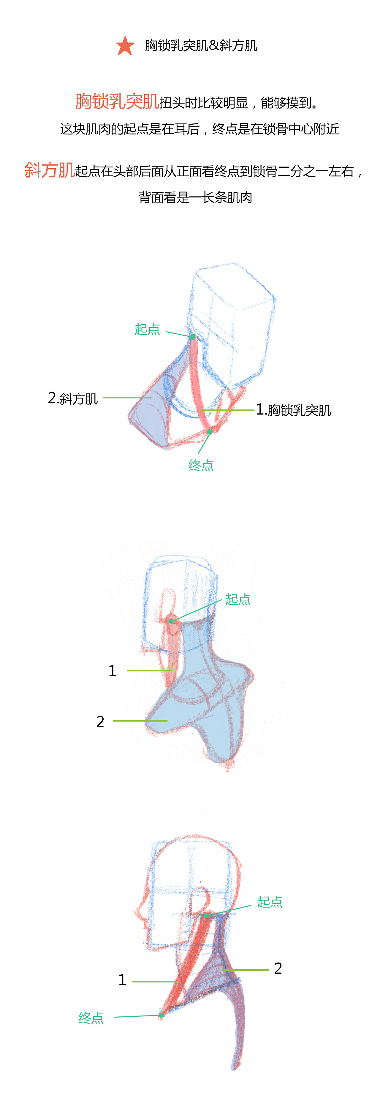 【春哥课堂】人体躯干肌肉到底怎么画?(比例+穿插)