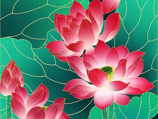 荷花插画