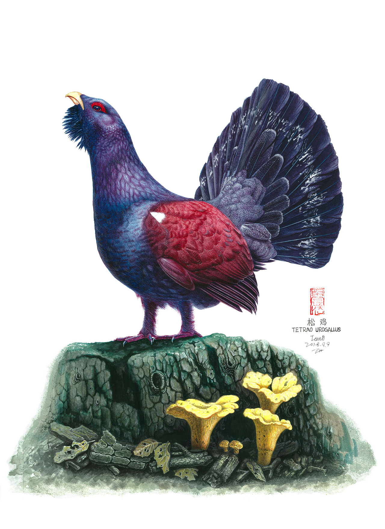 自然珍奇|插画|商业插画|iceni_原创作品-站酷(zcool)