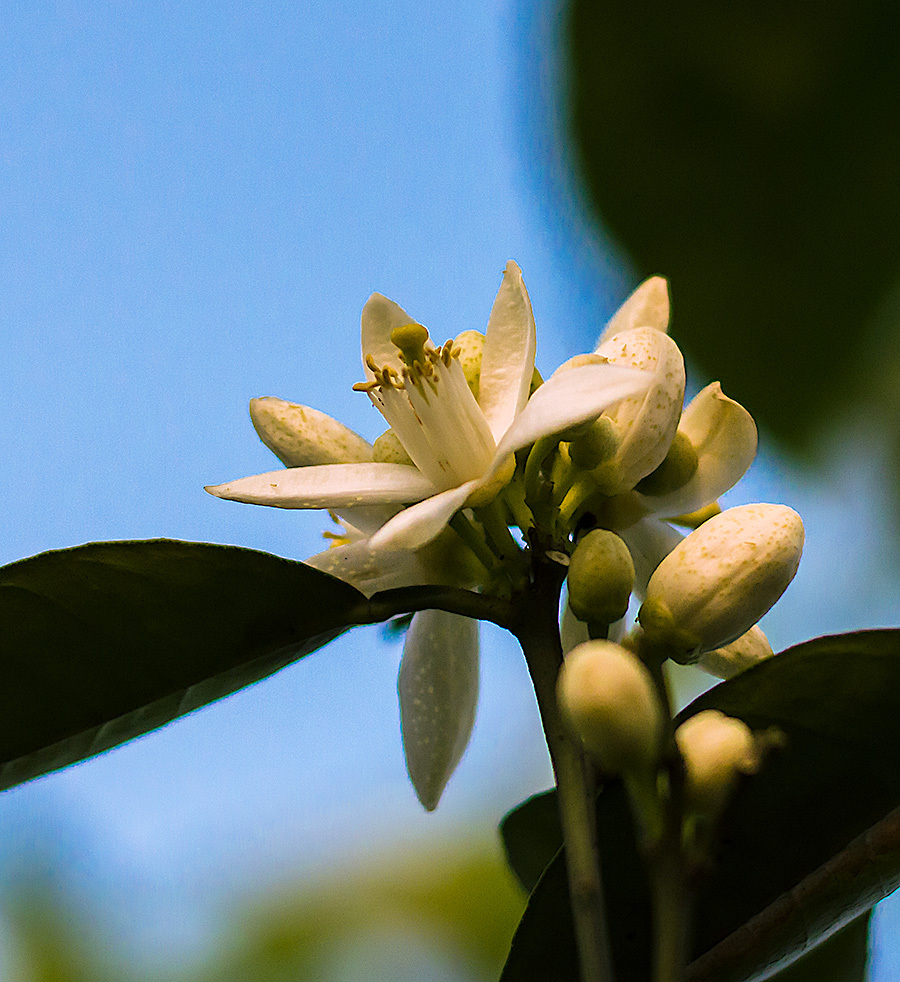 香喷喷的广柑花