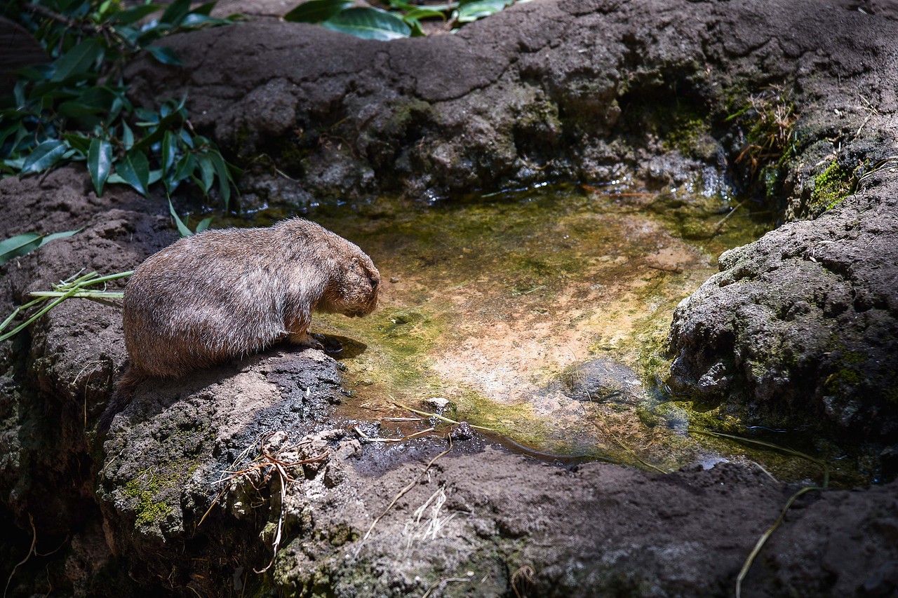 之前拍摄的一些小动物（图ZMTk1ODM0MzIw） - 风光摄影 - 站酷设计师球儿张原创素材 - 站酷ZCOOL