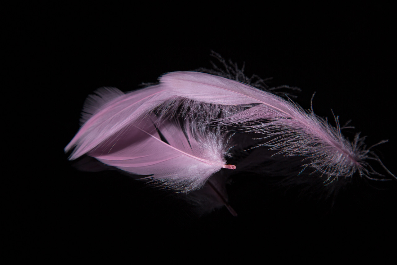 羽毛|摄影|其他摄影|老杜头 - 原创作品 - 站酷 (zcool)