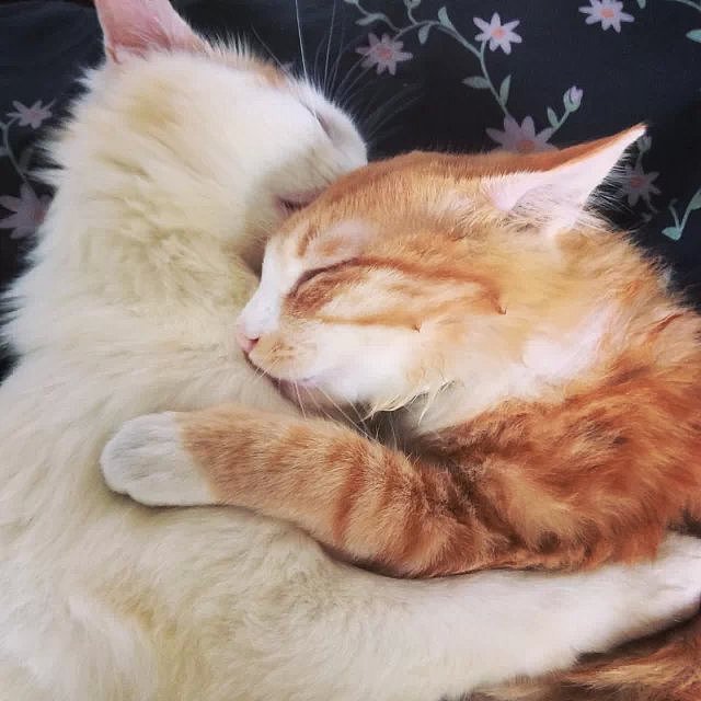 形影不离的“双”胞胎