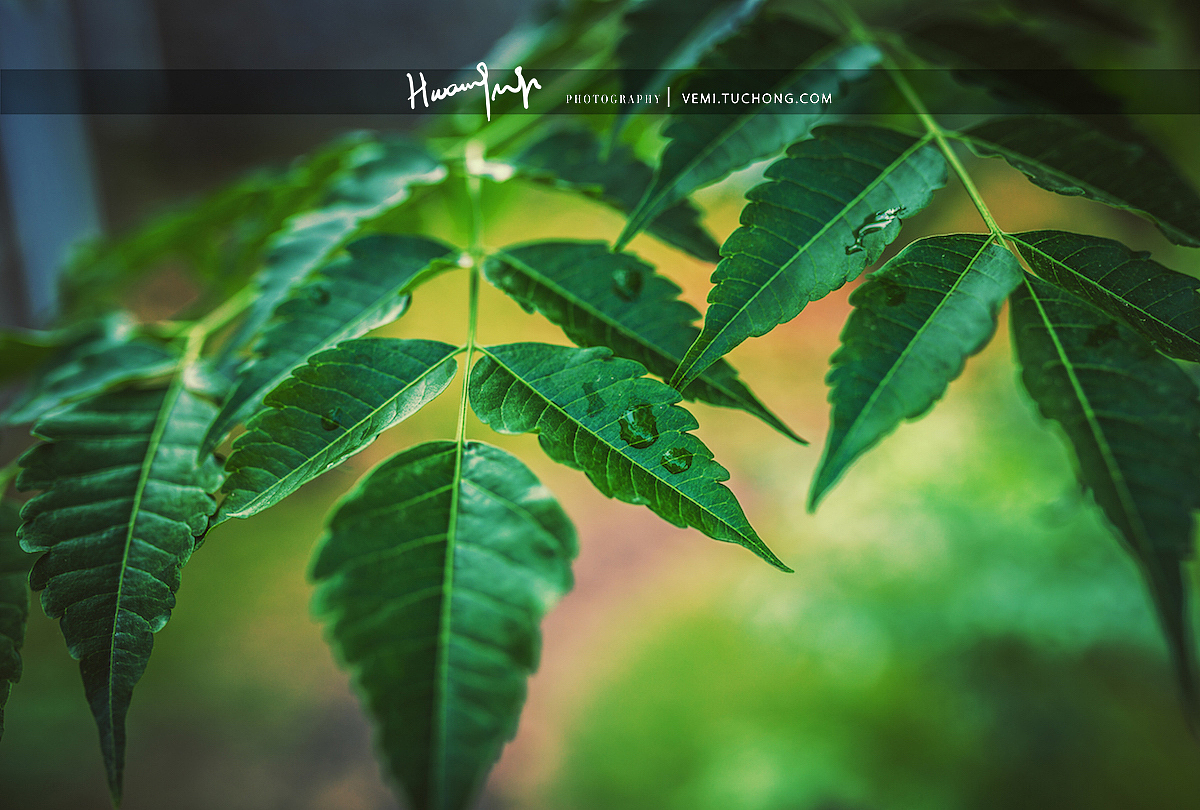 学校的花花草草