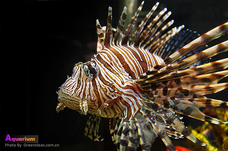 海洋馆（图ZMjI3OTg1Mg==） - 风光摄影 - 站酷设计师木木家CC原创素材 - 站酷ZCOOL