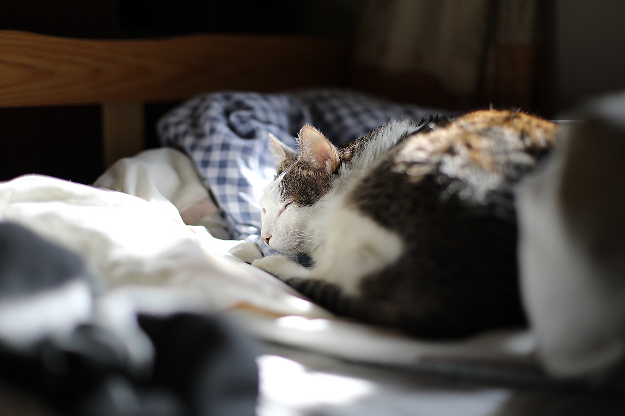 这两个小家伙在我家打打闹闹的日常