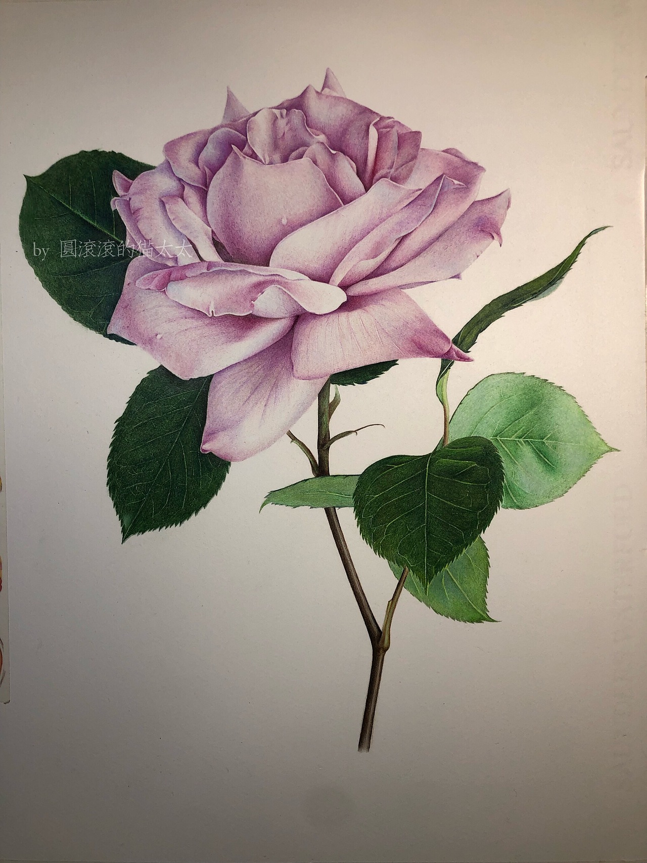 【彩铅手绘】【玫瑰】