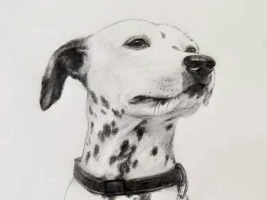 手绘狗狗 斑点飞机