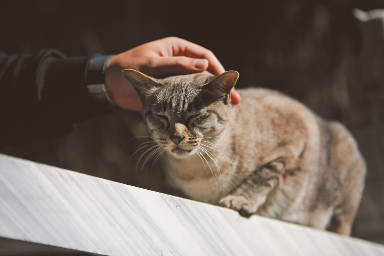 摄影:筇竹寺的猫住持