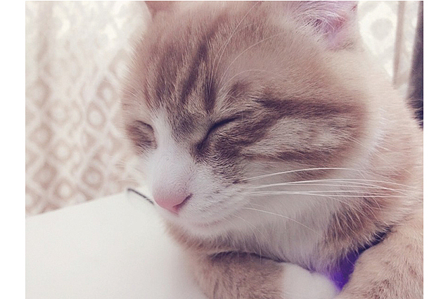 越长大越懒,也很少窜过来窜过去了,就爱趴在电脑上,睡啊、睡啊、睡啊。