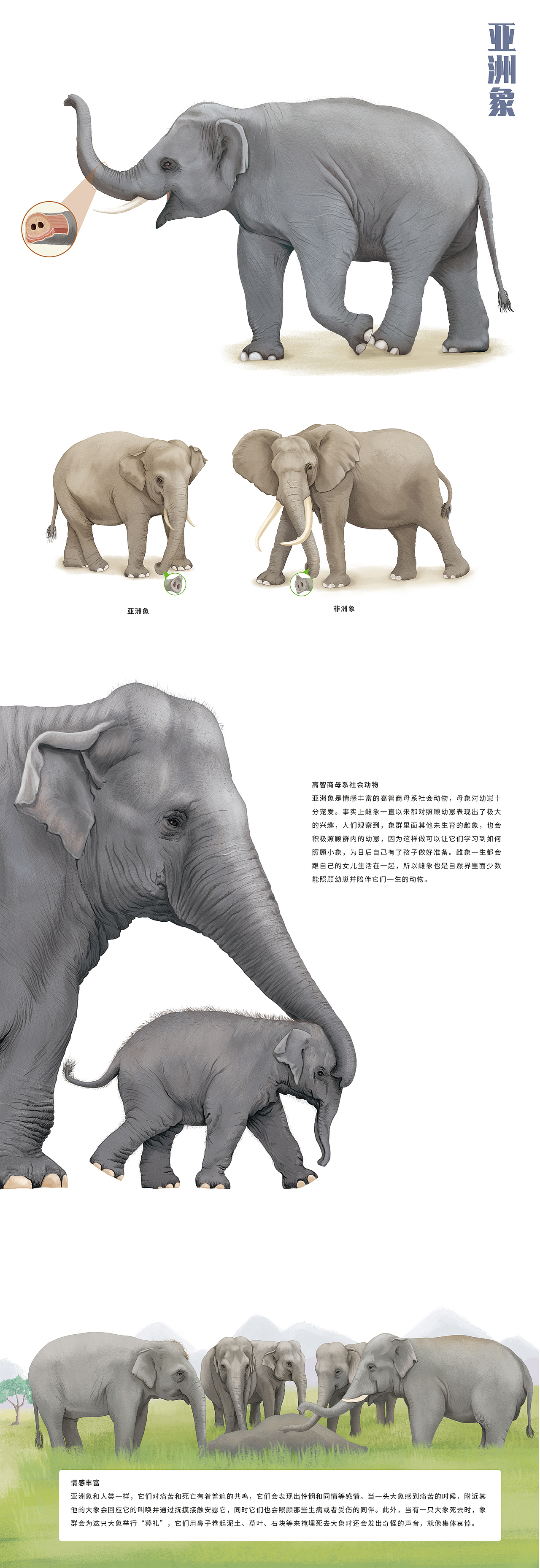 儿童绘本 图书插图配图 动物图解