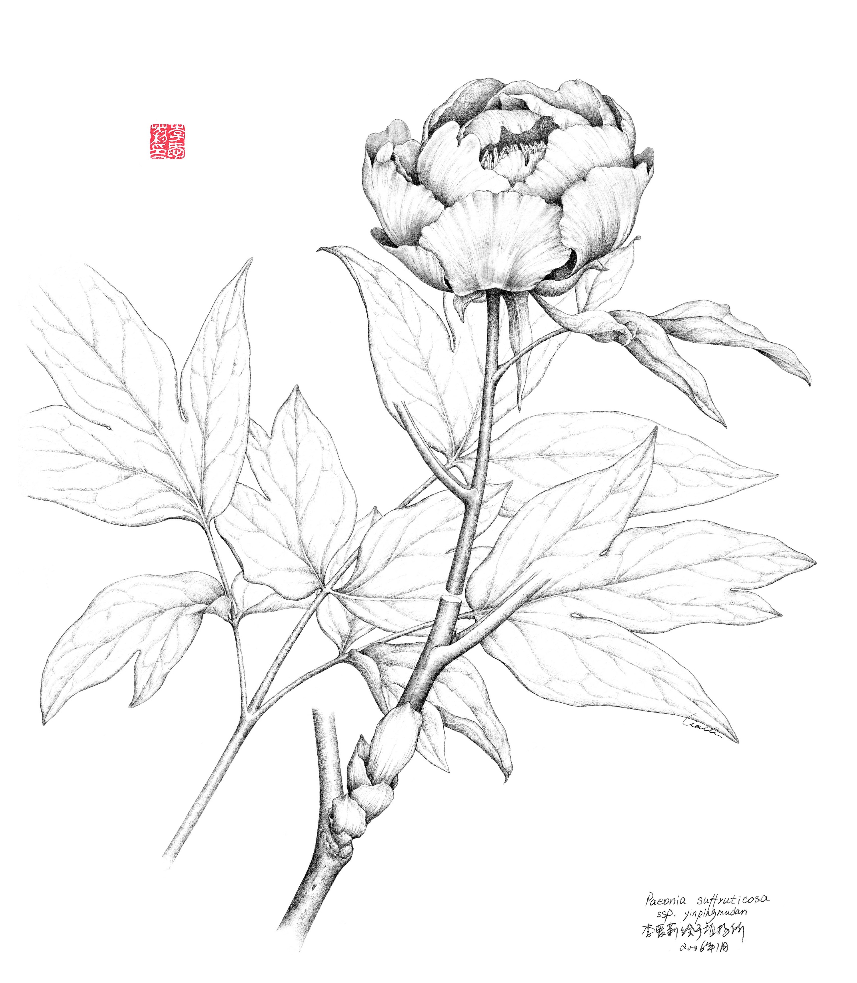 [临摹]手绘素描 - 花朵|插画|创作习作|rikkiyun - 原创作品 - 站酷 (ZCOOL)