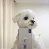 Gorolee的头像