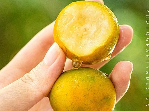 融安金桔 美食拍摄  水果拍摄