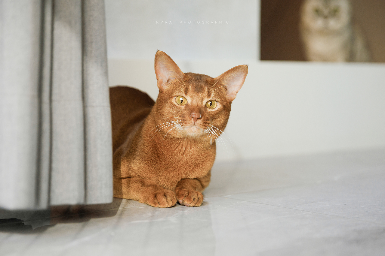 abi cat (Kyra 宠物摄影个人作品,可约上门拍摄)