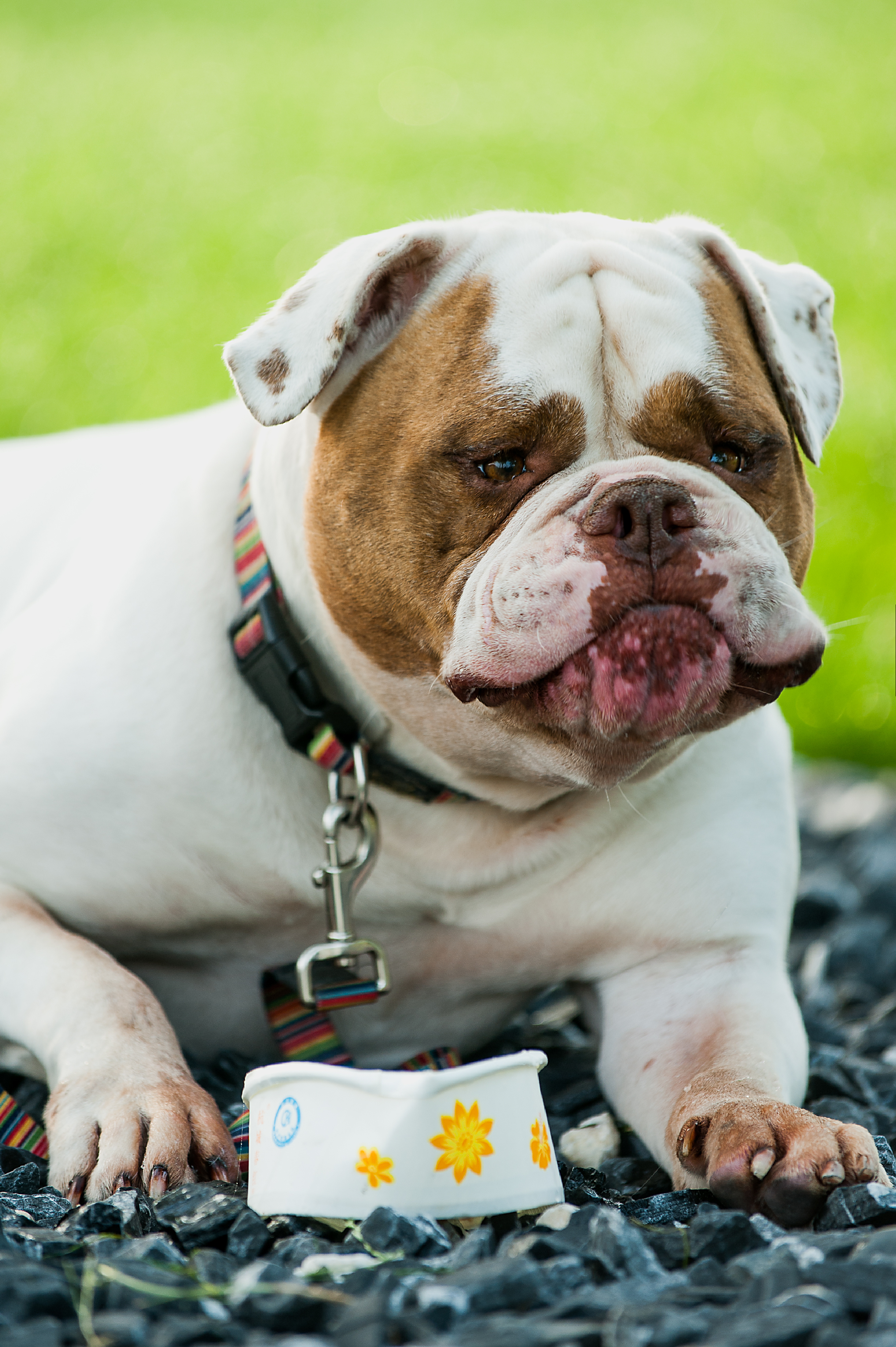 年迈的美牛——白兰地