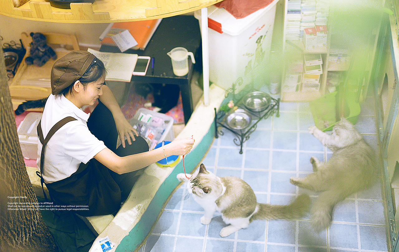 唯有猫咪真国色（图ZODc3Mjg2NjA=） - 宠物摄影 - 站酷设计师AF木头先生原创素材 - 站酷ZCOOL