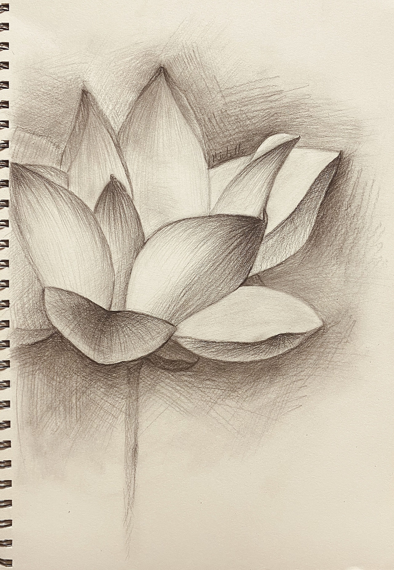 素描荷花（图ZMjI0MjA3NDMy） - 绘画 - 站酷设计师薛定谔的可爱猫原创素材 - 站酷ZCOOL