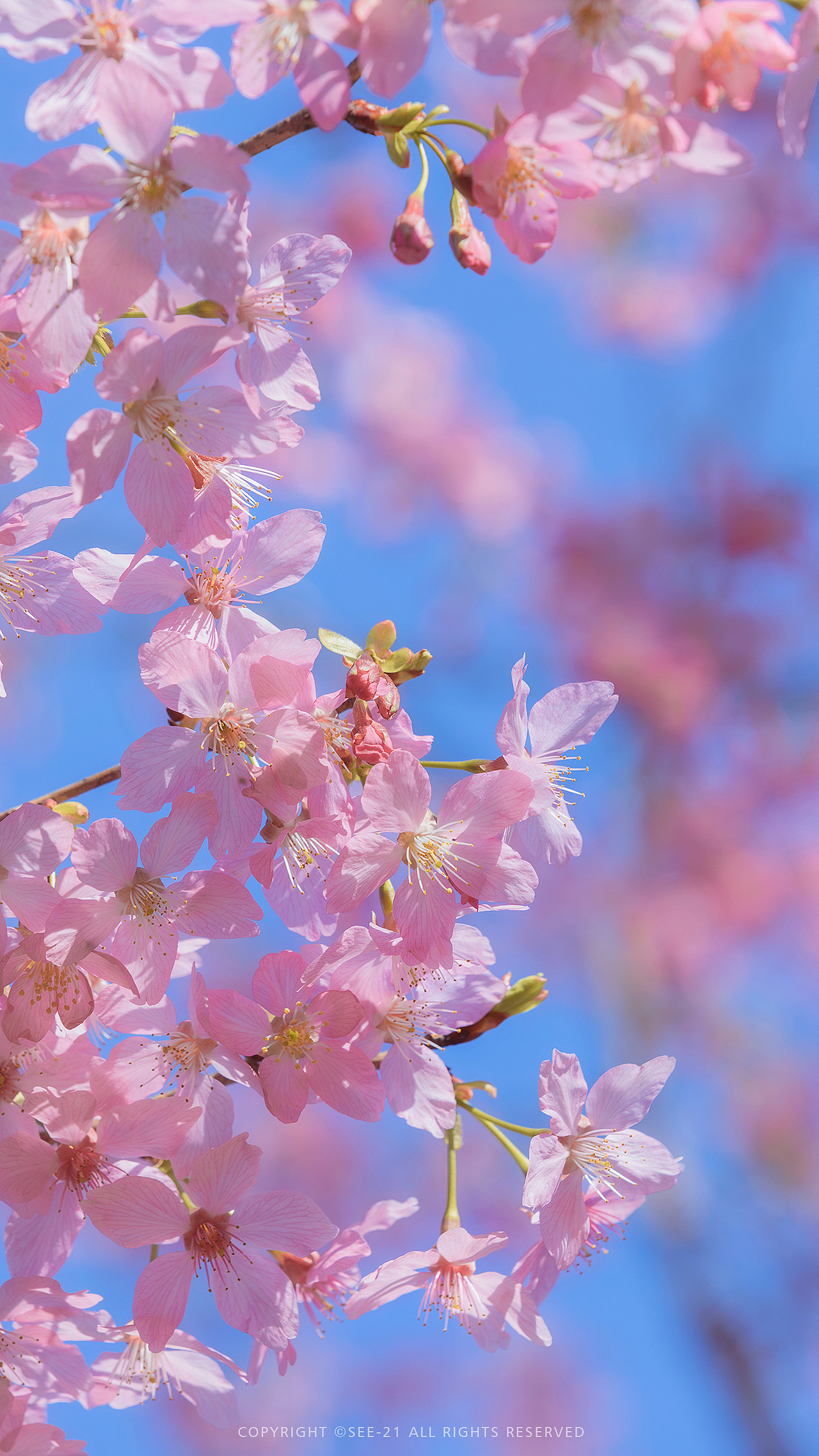 SAKURA 🌸 桜花（图ZMjQ2MDU4MDcy） - 风光摄影 - 站酷设计师See21原创素材 - 站酷ZCOOL