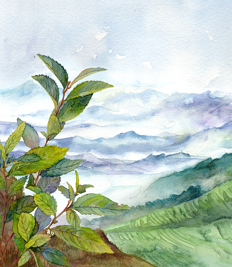 普洱茶 |插画|商业插画|阿羌_原创作品-站酷zcool