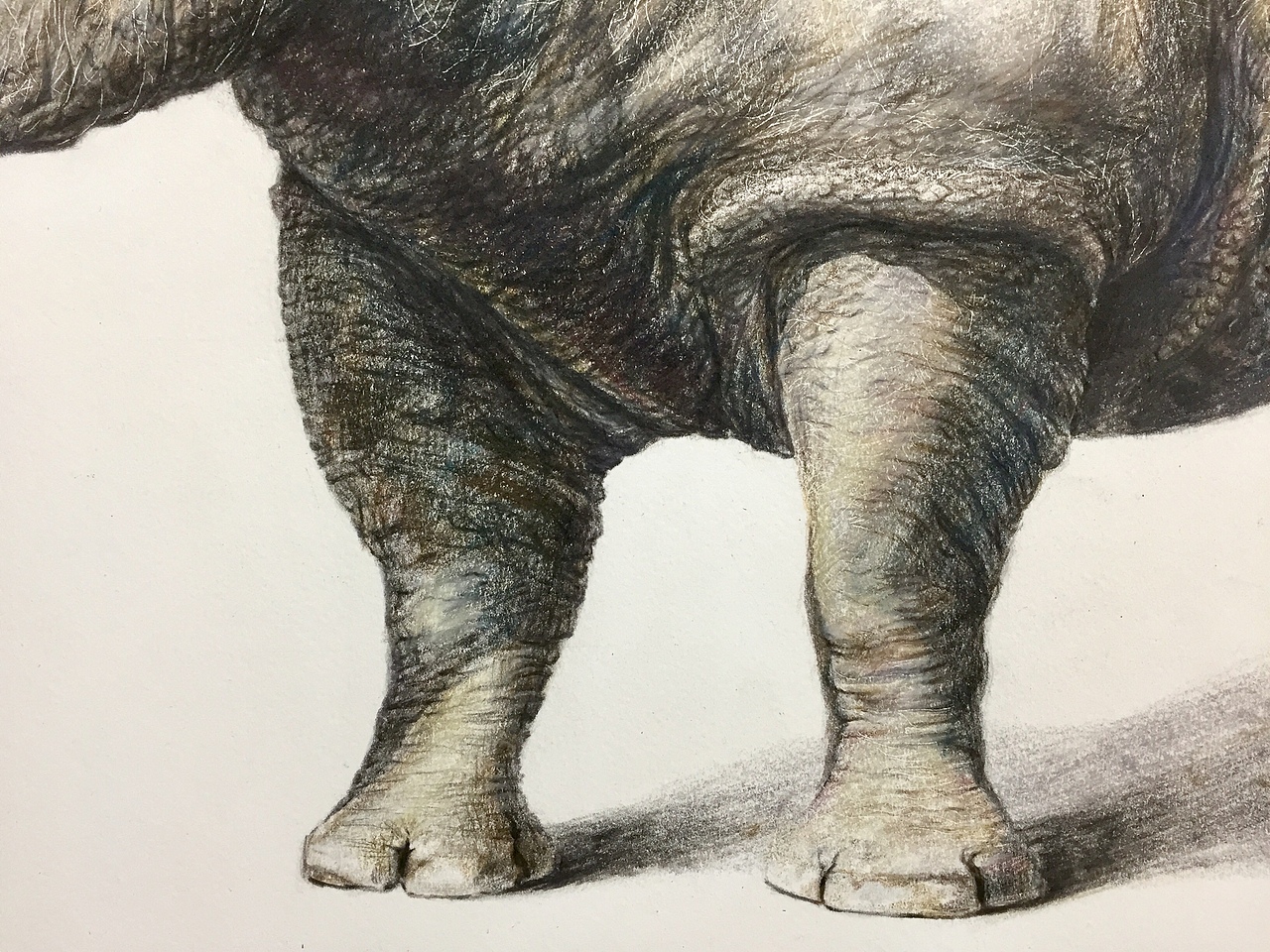 写实彩铅画犀牛