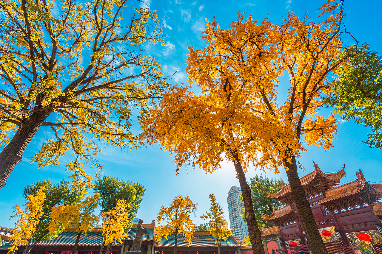 金陵秋色（图ZMjgwNjY3NzY0） - 风光摄影 - 站酷设计师十把火原创素材 - 站酷ZCOOL