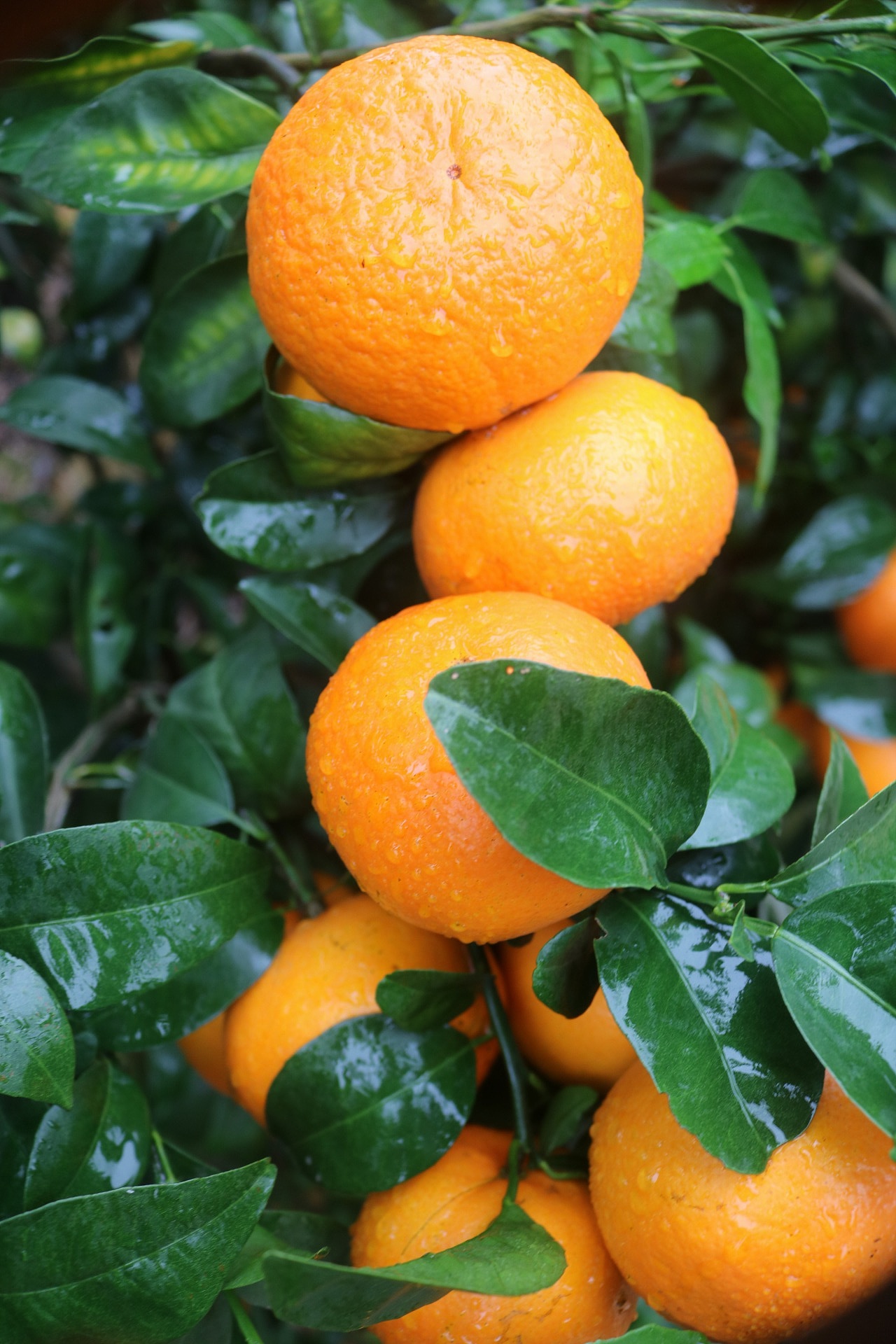 武鸣沃柑 老男人果品