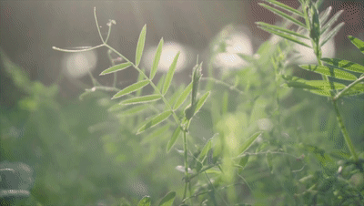 广告视频|YHKcare密罗木抗敏保湿霜