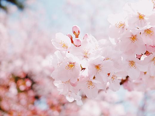 东京の樱花，烂漫的年华