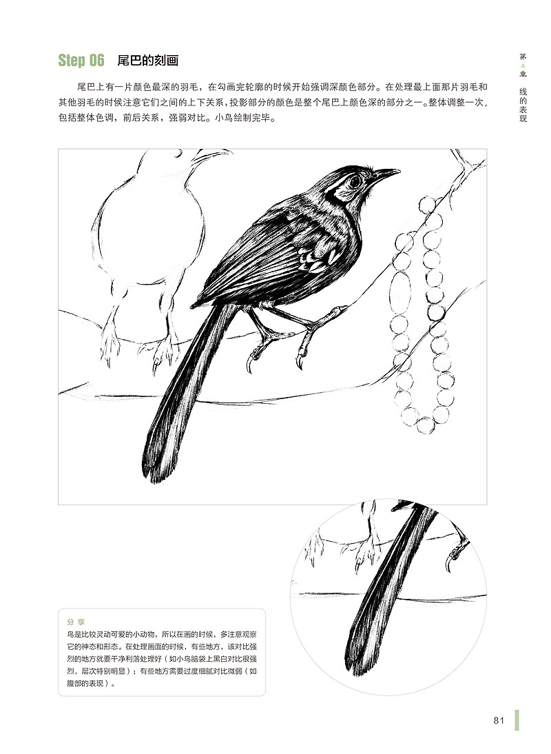 《插画之美——专业黑白插画手绘表现技法》案例步骤节选——《黑领噪鹛与水晶项链》(图ZMTc2MzUwMzY=) - 商业插画 - 站酷设计师疯子木原创素材 - 站酷ZCOOL