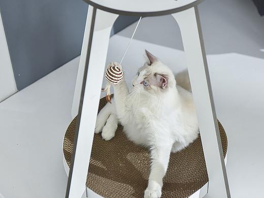 宠物产品摄影之猫咪产品